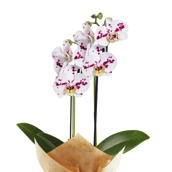 Orquídea Phalaenopsis Branca Mesclada para Presente - Imagem 2