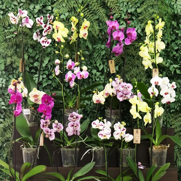 Orquídea Phalaenopsis Branca Mesclada para Presente - Imagem 3