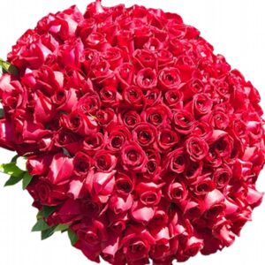 Buquê de 500 Rosas Vermelhas