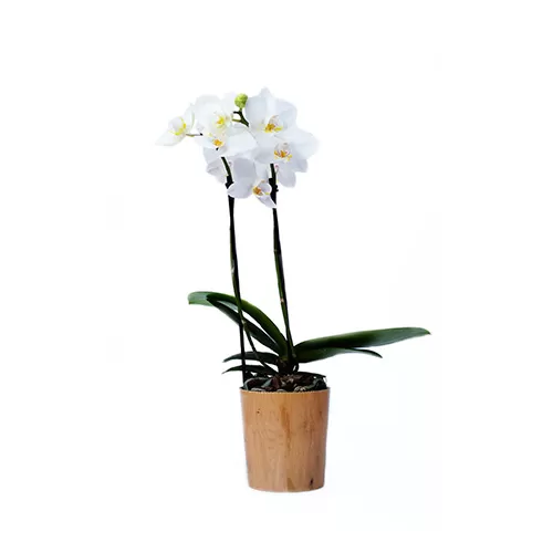 Mini Orquídea branca 2 hastes no pote de plastico simples